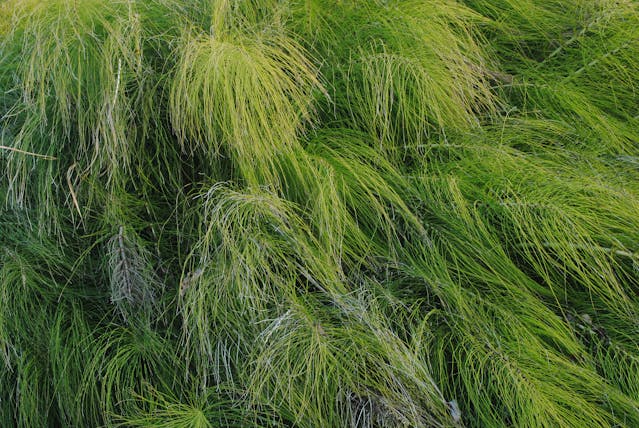 Ceaiul de coada-calului: remediu natural pentru respirație ușoară