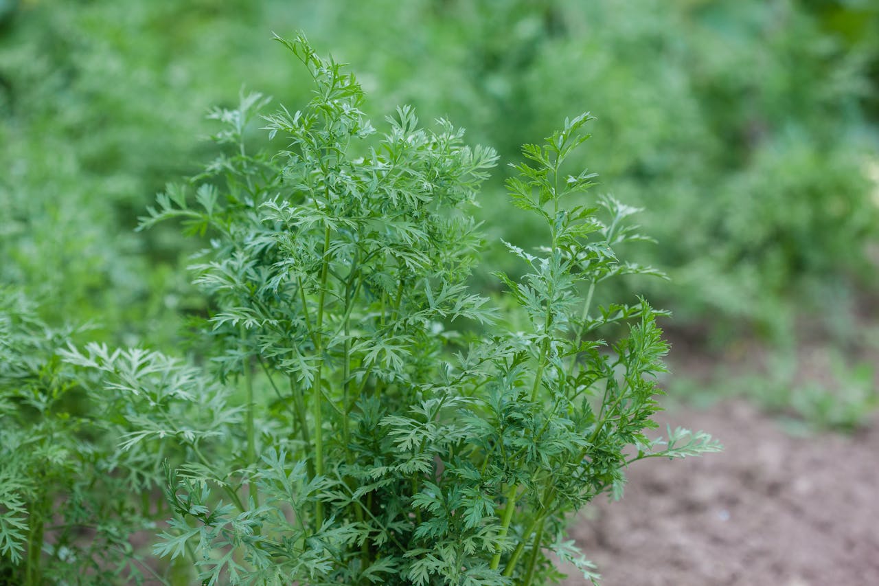 Cum să cultivi morcovi în grădina ta