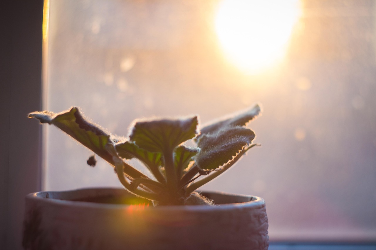 Arsura solară la plante: simptome și prevenție